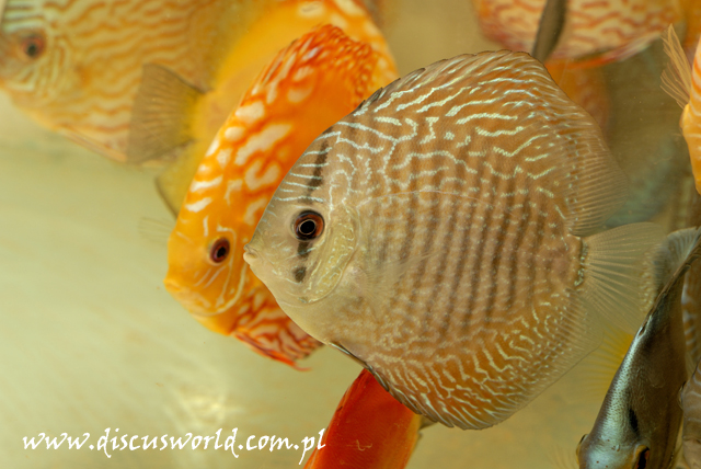 Discus suppliers cheap